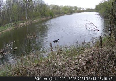 Coot 01