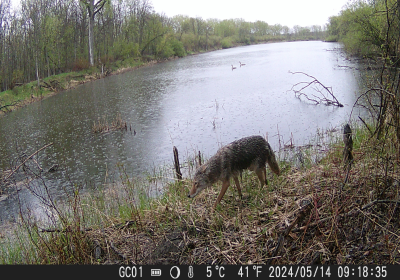 Coyote Dump