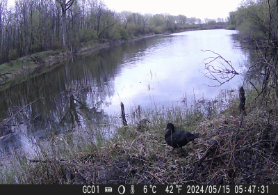 Coot 02