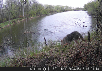 Lucky Duck