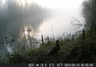 Coot 03