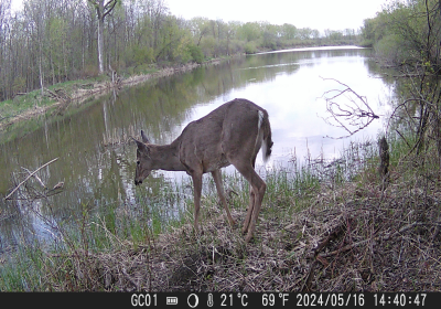 White Tail Deer 01