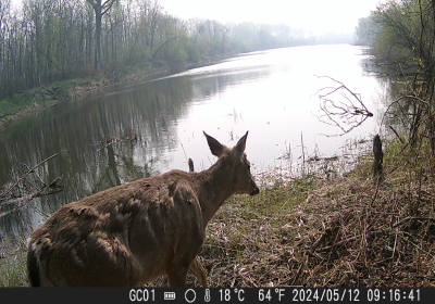 White Tail Deer 02