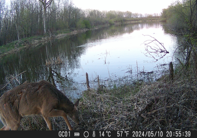 White Tail Deer 03