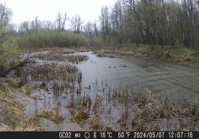 Mallard Ducks 02
