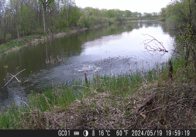 Oxbow Beavers