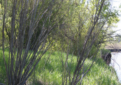 River Bank 03