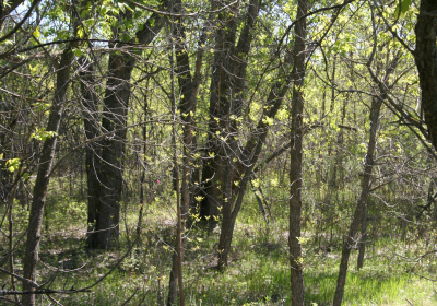 Forest 01