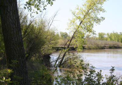 River Bank 04