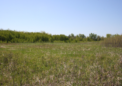 Praire Grassland 01