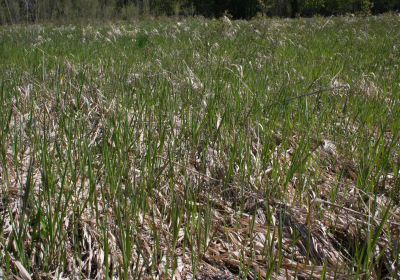 Praire Grassland 02