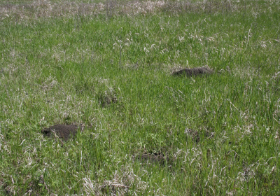 Praire Grassland 03
