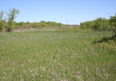 Praire Grassland 05