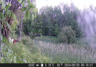 Female Deer 2