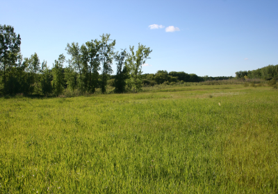 Prairie Grassland 01