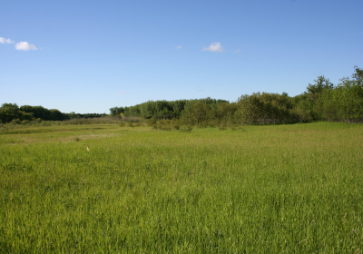 Prairie Grassland 02