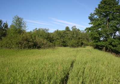 Prairie Grassland 03