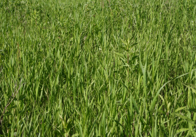 Prairie Grassland 04