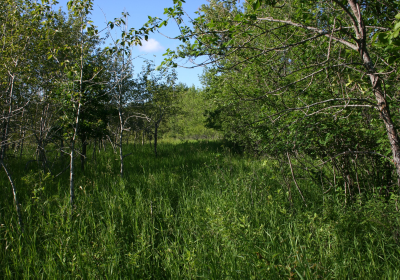 Prairie Grassland 05
