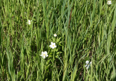Prairie Grassland 06