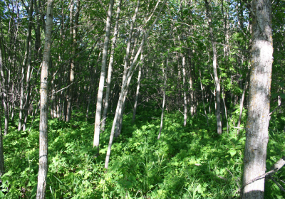 Forrest 01
