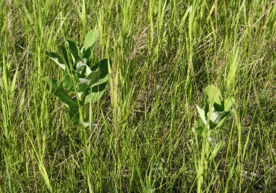 Prairie Grassland 07