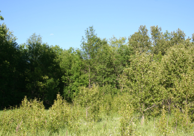 Forrest 03