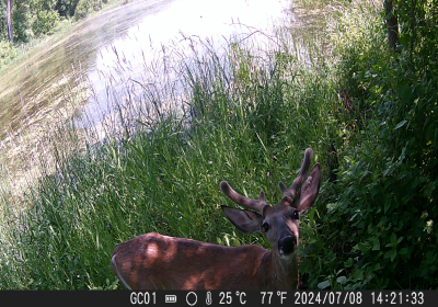 Oxbow North Deer