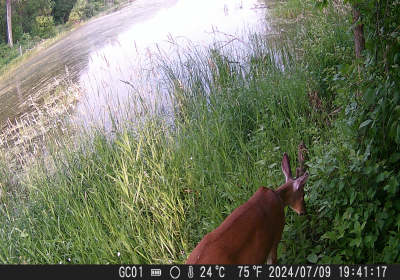 Female Deer 02