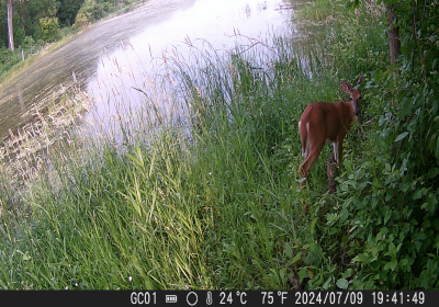 Female Deer 03