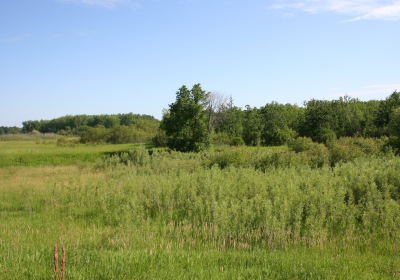 Saskatoons On Primary Access Trail - Drone