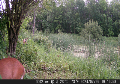 Female Deer