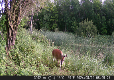 Female Deer