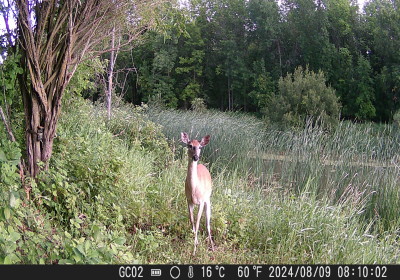 Female Deer