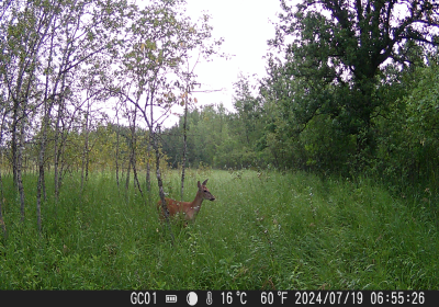 Female Deer