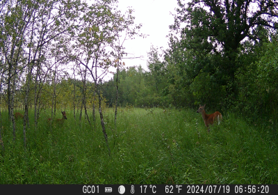 Female Deer