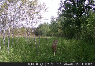 Prairie Forest July-Aug 2024