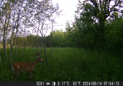 Female Deer