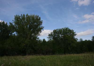 Forest/Prairie 1