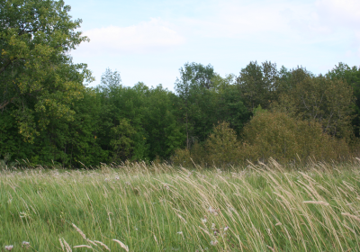 Forest/Prairie 2
