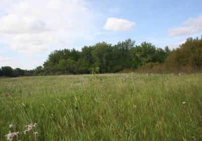 Prairie Grassland