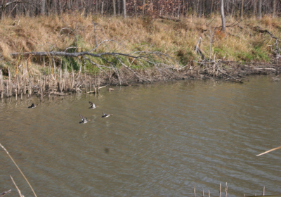 Oxbow North 03