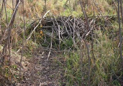 Oxbow North Beaver Dam 02