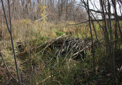 Oxbow North Beaver Dam 03