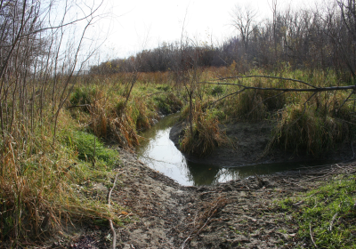 Oxbow North Beaver Dam 04