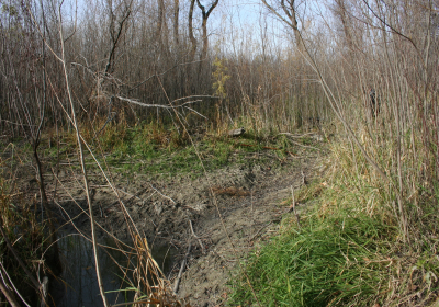 Oxbow North Beaver Dam 05