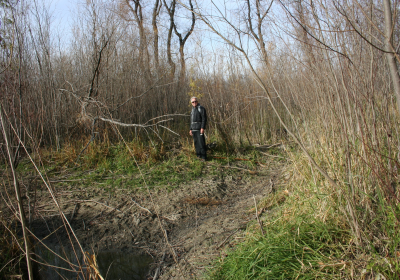 Oxbow North Beaver Dam 06