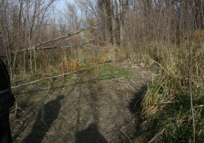 Oxbow North Beaver Dam 07