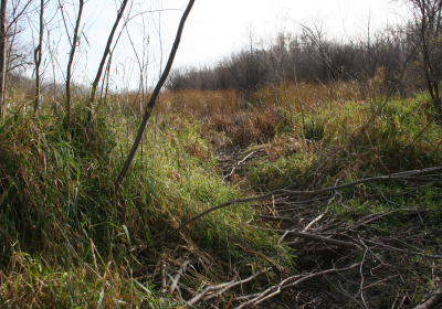 Oxbow North Beaver Dam 08