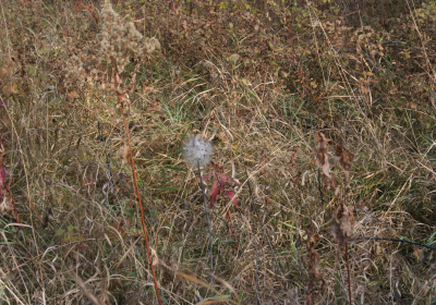 Prairie Grass 01
